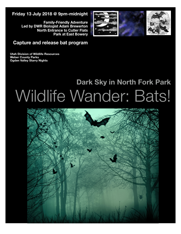 Wildlife Wander Poster Bats July 2018